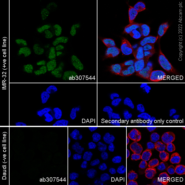 Immunocytochemistry/ Immunofluorescence - Anti-MEIS1 antibody [EPR27231-68] (AB307544), expandable thumbnail