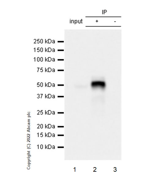 Immunoprecipitation - Anti-MEIS1 antibody [EPR27231-68] (AB307544), expandable thumbnail