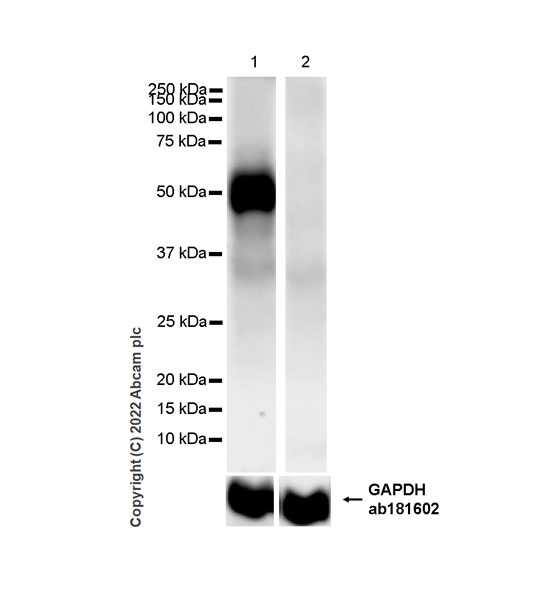 Western blot - Anti-MEIS1 antibody [EPR27231-68] (AB307544), expandable thumbnail