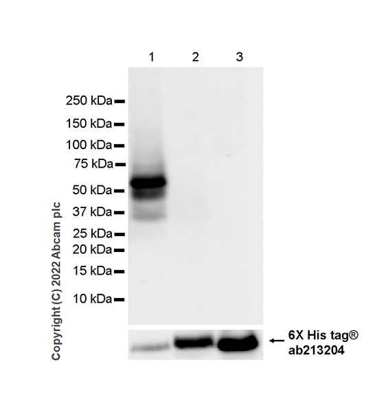 Western blot - Anti-MEIS1 antibody [EPR27231-68] (AB307544), expandable thumbnail