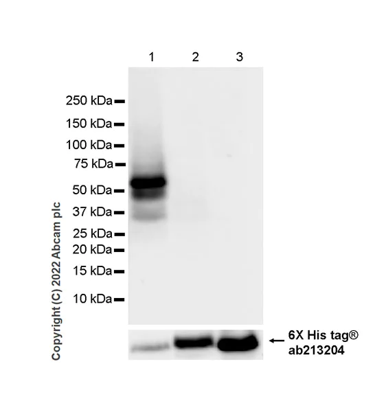 Western blot - Anti-MEIS1 antibody [EPR27231-68] - BSA and Azide free (AB307545)