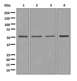 Western blot - Anti-MEIS2 antibody [EPR12100] - BSA and Azide free (AB249781)