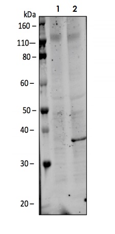 Western blot - Anti-MEK 3 (phospho S189) + MKK6 (phospho S207) antibody [MKK3S189MKK6S207-D3] (AB278716), expandable thumbnail