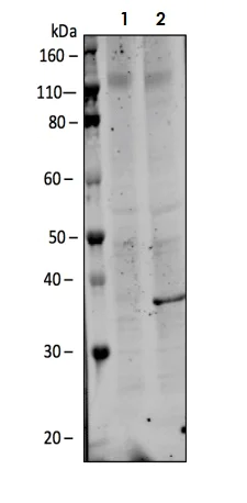 Western blot - Anti-MEK 3 (phospho S189) + MKK6 (phospho S207) antibody [MKK3S189MKK6S207-D3] (AB278716)