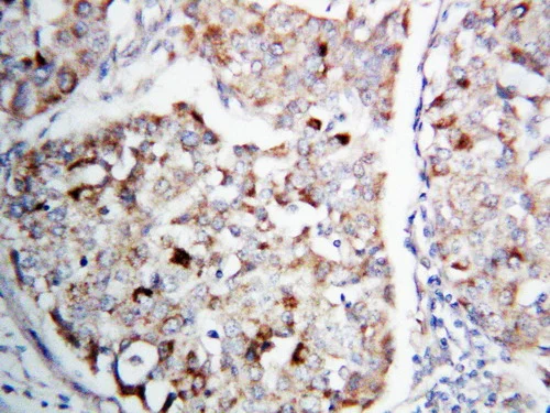 Immunohistochemistry (Formalin/PFA-fixed paraffin-embedded sections) - Anti-MEK1 antibody (AB109556)