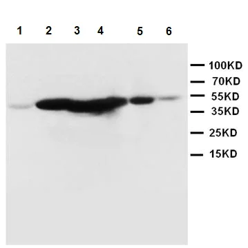 Western blot - Anti-MEK1 antibody (AB109556)