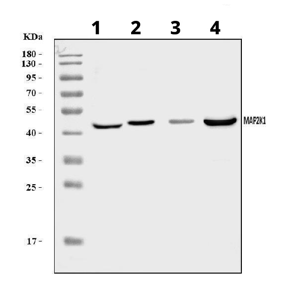 Western blot - Anti-MEK1 antibody (AB109556)