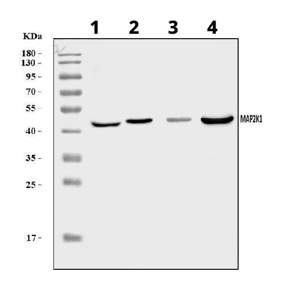 Western blot - Anti-MEK1 antibody (AB109556)
