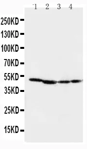 Western blot - Anti-MEK1 antibody (AB109556)