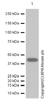 Western blot - Anti-MEK1 antibody [E342] (AB32091)