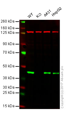 Anti-MEK1 antibody [E342]