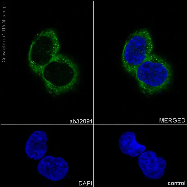 Immunocytochemistry/ Immunofluorescence - Anti-MEK1 antibody [E342] - BSA and Azide free (AB239802)