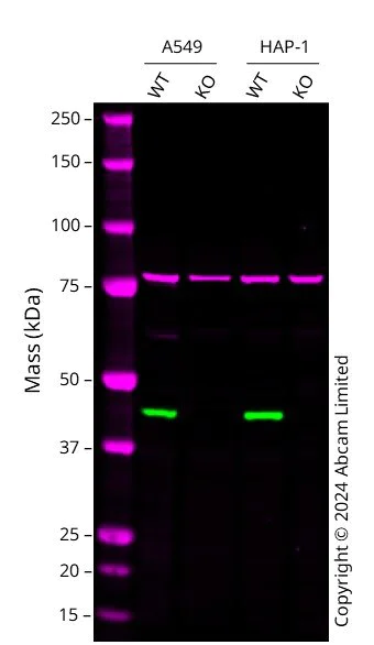 Western blot - Anti-MEK1 antibody [E342] - BSA and Azide free (AB239802)