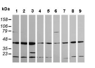Western blot - Anti-MEK1 antibody [OTI4E1] (AB139343)