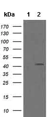 Western blot - Anti-MEK1 antibody [OTI4E1] (AB139343)