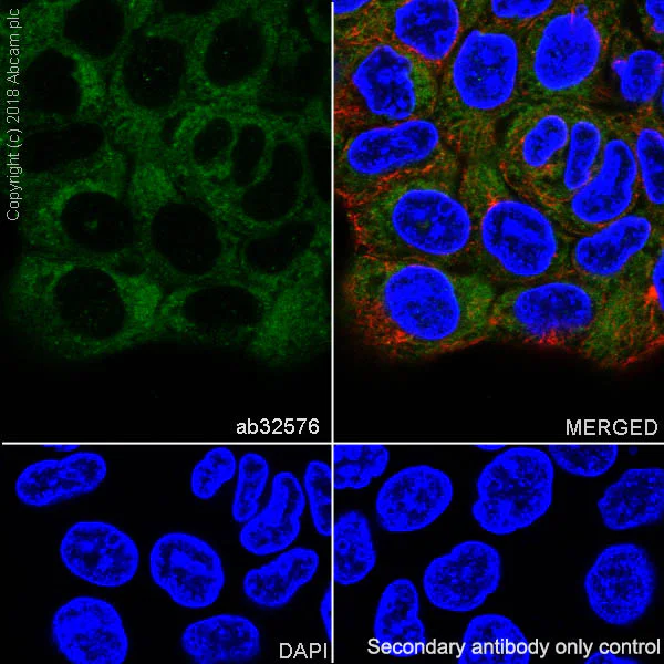 Immunocytochemistry/ Immunofluorescence - Anti-MEK1 antibody [Y77] (AB32576)