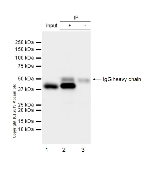 Immunoprecipitation - Anti-MEK1 antibody [Y77] (AB32576)