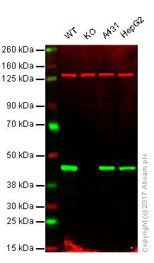 Western blot - Anti-MEK1 antibody [Y77] (AB32576)