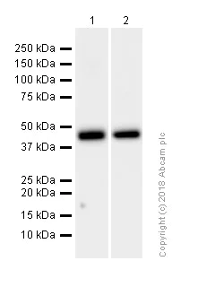 Western blot - Anti-MEK1 antibody [Y77] (AB32576)