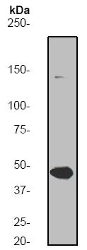 Western blot - Anti-MEK1 antibody [Y77] (AB32576)