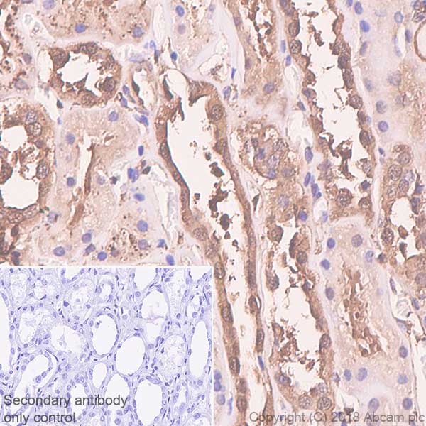 Immunohistochemistry (Formalin/PFA-fixed paraffin-embedded sections) - Anti-MEK1 antibody [Y77] - BSA and Azide free (AB167151)