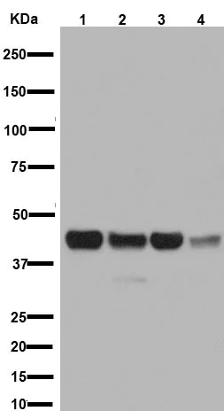 Western blot - Anti-MEK1 + MEK2 antibody [EPR16667] (AB178876)