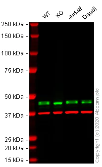 Western blot - Anti-MEK1 + MEK2 antibody [EPR16667] (AB178876)