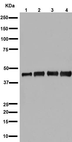 Western blot - Anti-MEK1 + MEK2 antibody [EPR16667] (AB178876)
