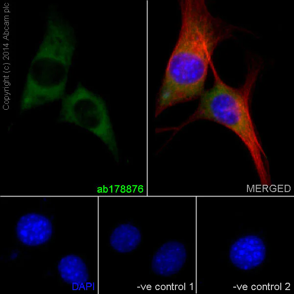 Immunocytochemistry/ Immunofluorescence - Anti-MEK1 + MEK2 antibody [EPR16667] - BSA and Azide free (AB215263)
