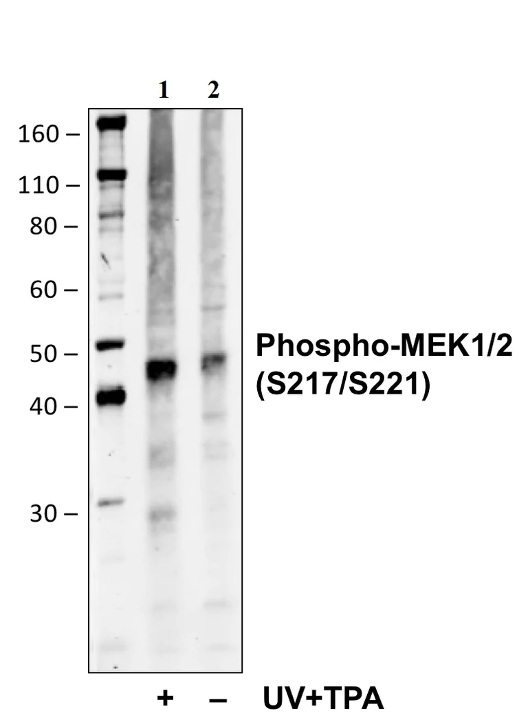 Western blot - Anti-MEK1 + MEK2 (phospho S218 + S222) antibody [MEK12S217S221-H2] (AB278723)