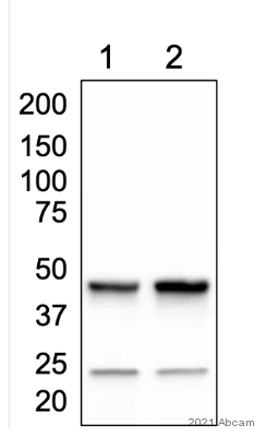 Western blot - Anti-MEK1 + MEK2 (phospho S218 + S222) antibody [MEK12S217S221-H2] (AB278723)