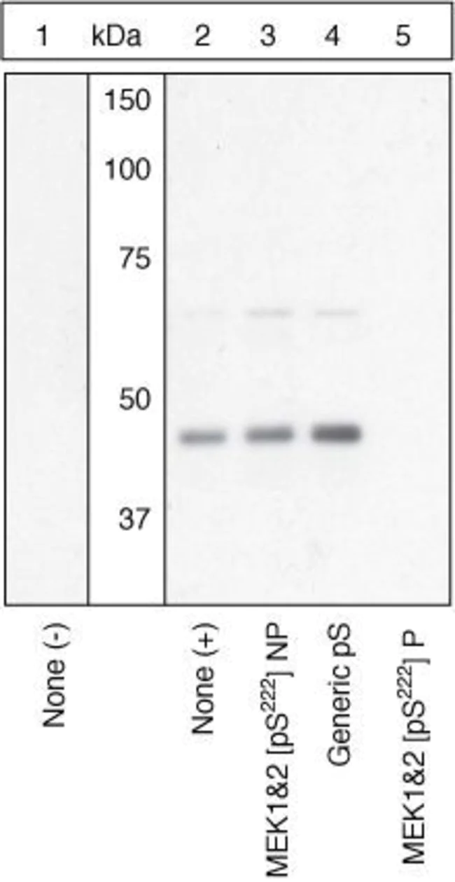 Western blot - Anti-MEK1 + MEK2 (phospho S222) antibody (AB4750)