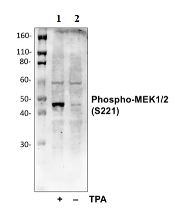 Western blot - Anti-MEK1 (phospho S221) + MEK2 (phospho S221) antibody [MEK12S221-D3] (AB278564)