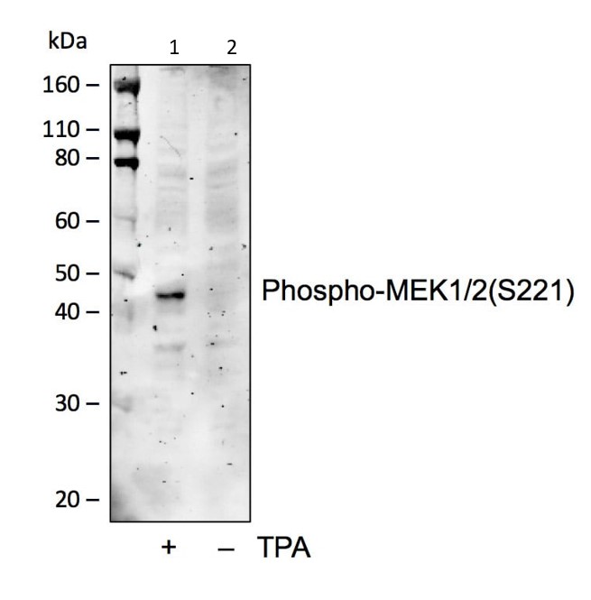 Western blot - Anti-MEK1 (phospho S221) + MEK2 (phospho S221) antibody [MEK12S221-D3] (AB278564)
