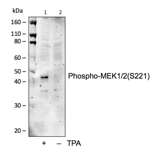 Western blot - Anti-MEK1 (phospho S221) + MEK2 (phospho S221) antibody [MEK12S221-D3] (AB278564)
