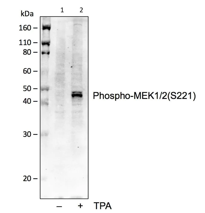 Western blot - Anti-MEK1 (phospho S221) + MEK2 (phospho S221) antibody [MEK12S221-D3] (AB278564)