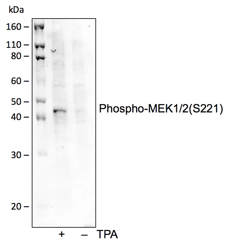 Western blot - Anti-MEK1 (phospho S222) + MEK2 (phospho S222) antibody [MEK12S221-D3] (AB278564)