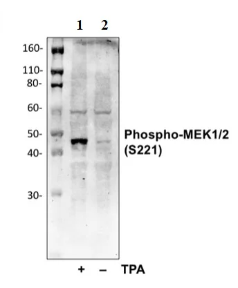 Western blot - Anti-MEK1 (phospho S222) + MEK2 (phospho S222) antibody [MEK12S221-D3] (AB278564)