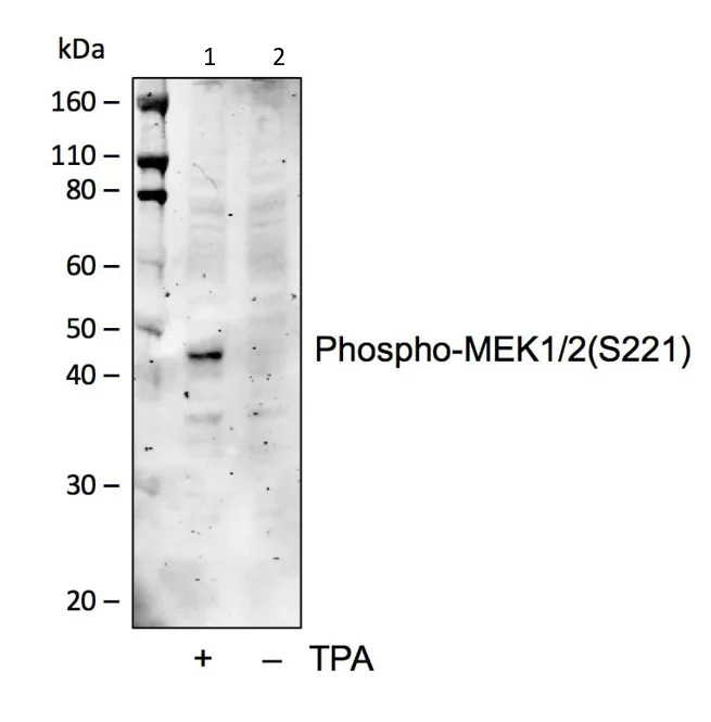 Western blot - Anti-MEK1 (phospho S222) + MEK2 (phospho S222) antibody [MEK12S221-D3] (AB278564)