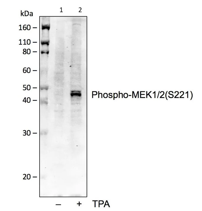 Western blot - Anti-MEK1 (phospho S222) + MEK2 (phospho S222) antibody [MEK12S221-D3] (AB278564)
