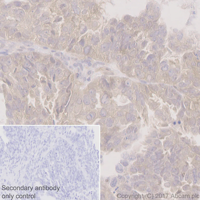 Immunohistochemistry (Formalin/PFA-fixed paraffin-embedded sections) - Anti-MEK1 (phospho S298) antibody [EPR3338] (AB96379)