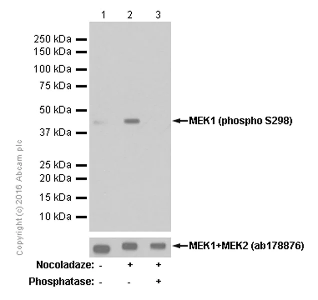 Western blot - Anti-MEK1 (phospho S298) antibody [EPR3338] (AB96379)