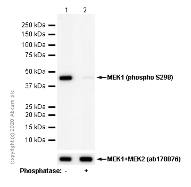 Western blot - Anti-MEK1 (phospho S298) antibody [EPR3338] (AB96379)