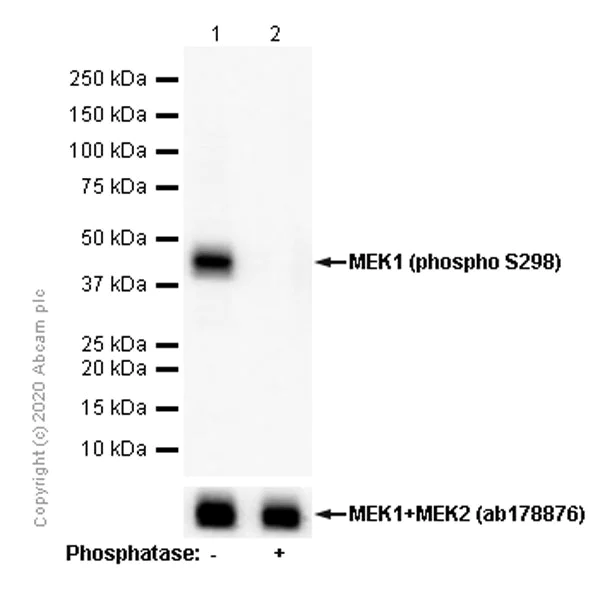 Western blot - Anti-MEK1 (phospho S298) antibody [EPR3338] (AB96379)
