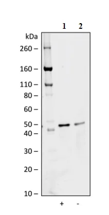 Western blot - Anti-MEK1 (phospho S298) antibody [MEK1S298-H8] (AB278562)