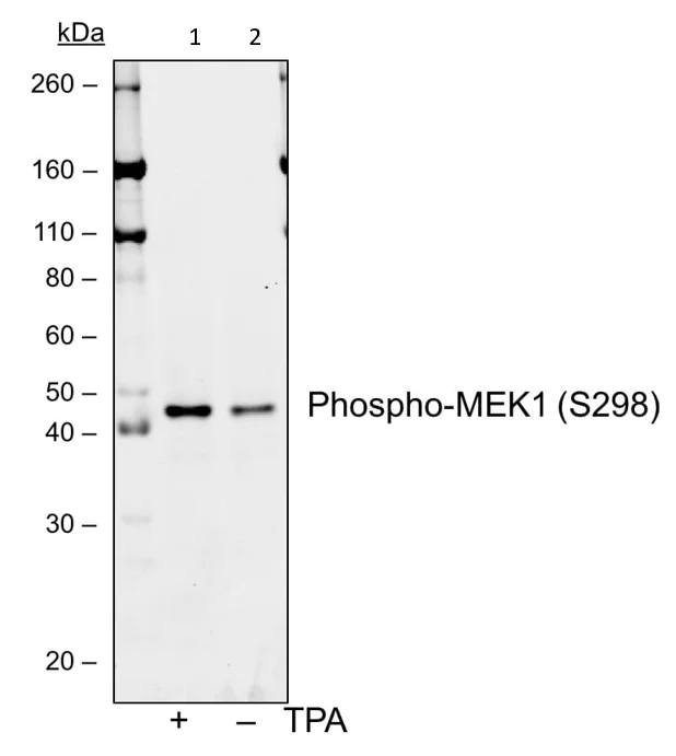 Western blot - Anti-MEK1 (phospho S298) antibody [MEK1S298-H8] (AB278562)