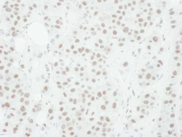 Immunohistochemistry (Formalin/PFA-fixed paraffin-embedded sections) - Anti-MEK1 (phospho T286) antibody (AB129457)