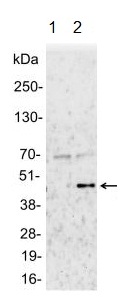 Immunoprecipitation - Anti-MEK1 (phospho T286) antibody (AB129457), expandable thumbnail