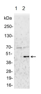 Immunoprecipitation - Anti-MEK1 (phospho T286) antibody (AB129457)