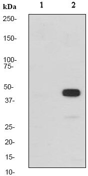 Western blot - Anti-MEK1 (phospho T286) antibody [EP2364Y] (AB68140)